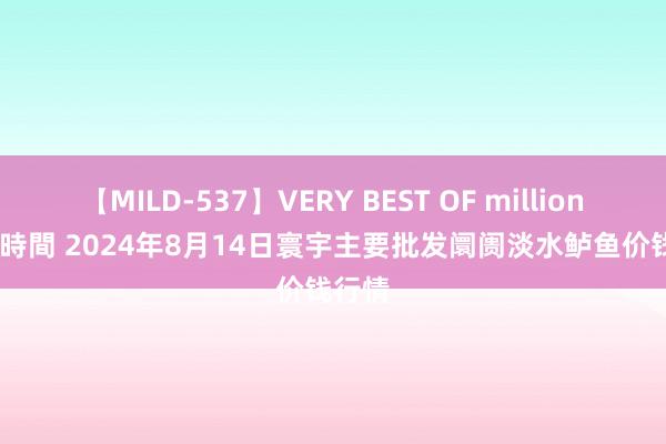 【MILD-537】VERY BEST OF million 13 4時間 2024年8月14日寰宇主要批发阛阓淡水鲈鱼价钱行情